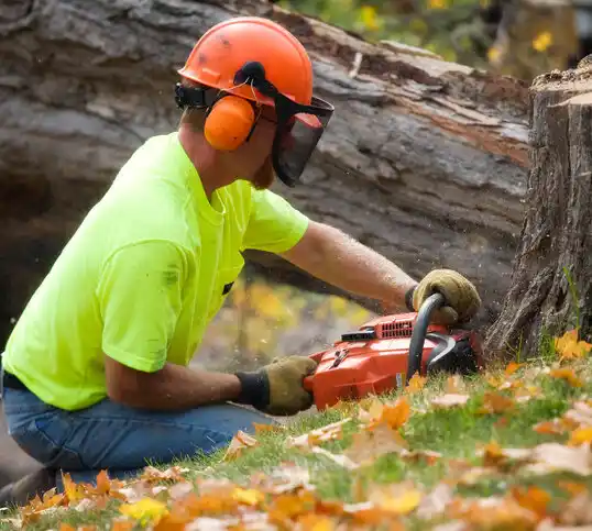 tree services Nelsonville